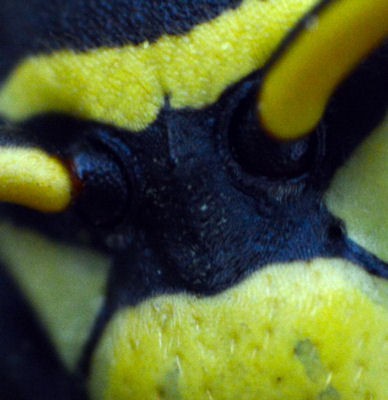 Fotohádanka - Žlutočerná